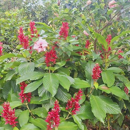 Tranquil Meadows Hues Apartment Kattappana Ngoại thất bức ảnh